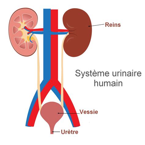 Méat urinaire : femme, homme, schéma, inflammation